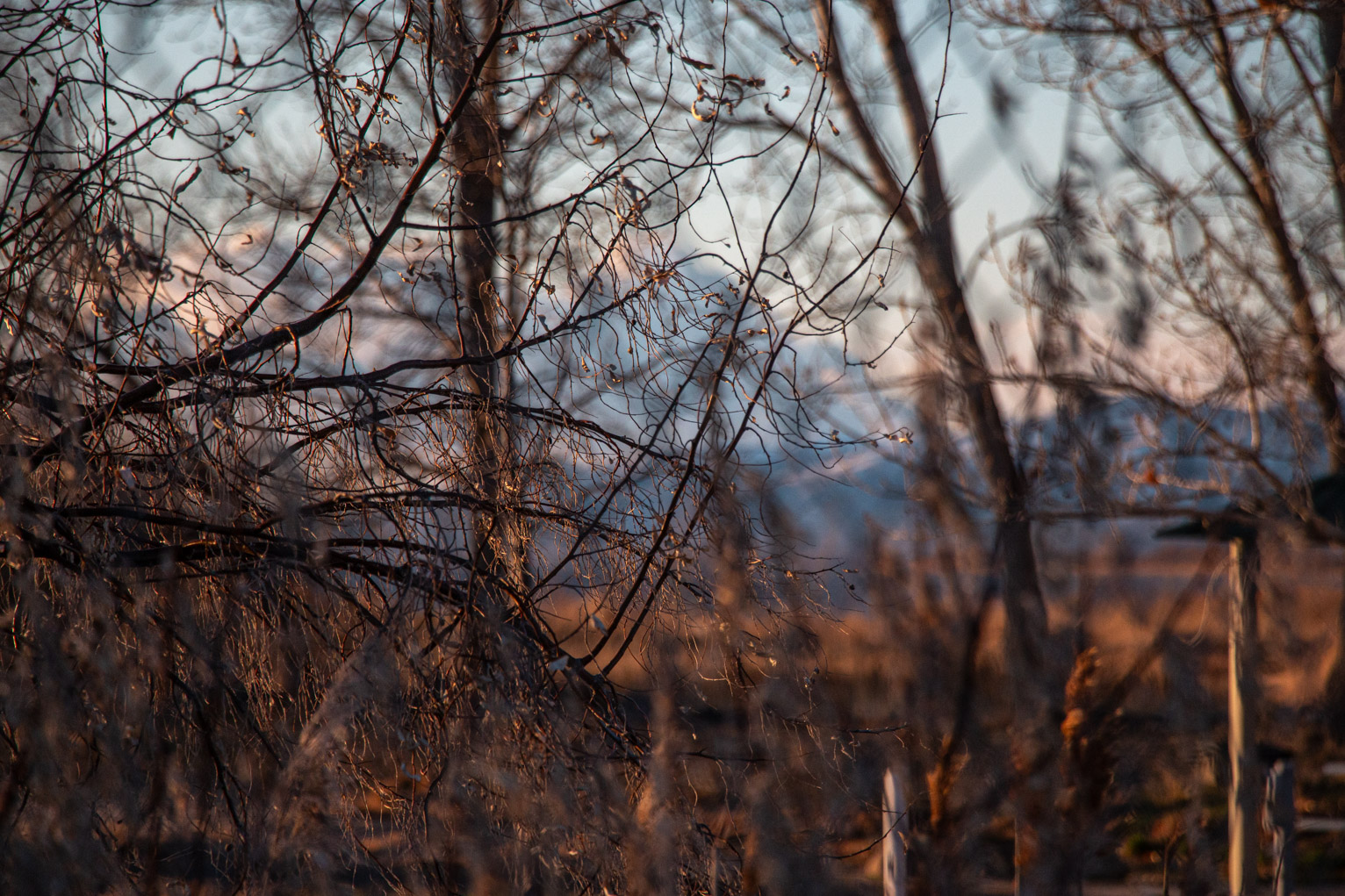 Many small branches catch the setting sun light